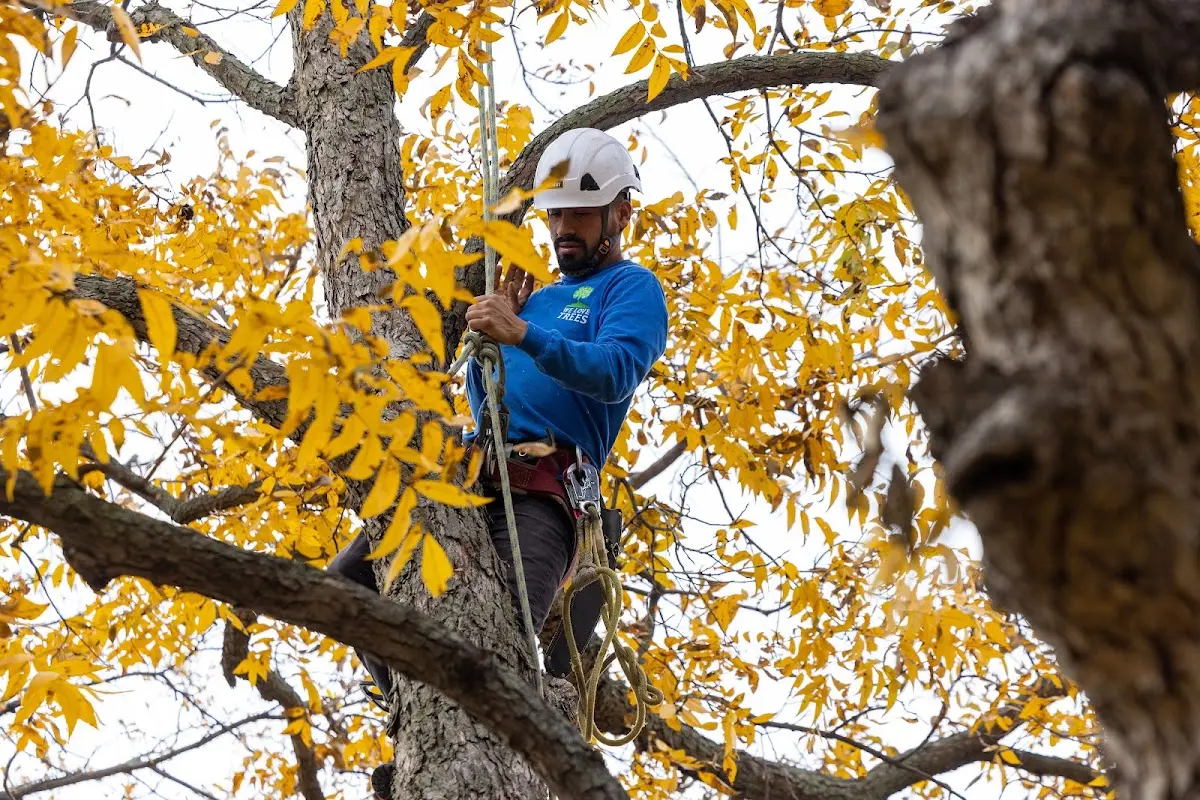 Skilled Tree Planing crew working in Fort Dodge